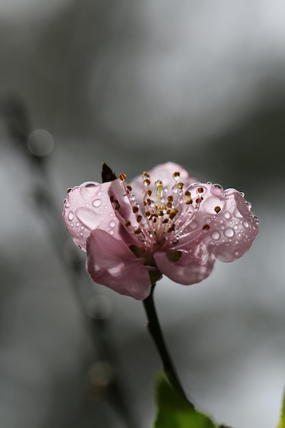 Photo close-up of fresh wet pink flower