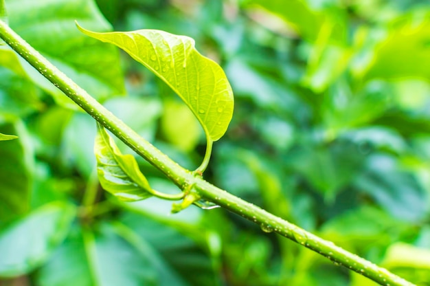 Photo close-up of fresh wet plant