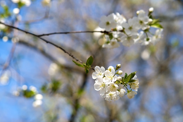 Close up of fresh white blooming flowers on a tree branches with blurred blue sky surface in early spring