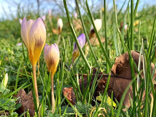 Close-up of fresh white crocus flowers on field