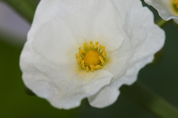 Foto close-up di un fiore bianco fresco che fiorisce all'aperto