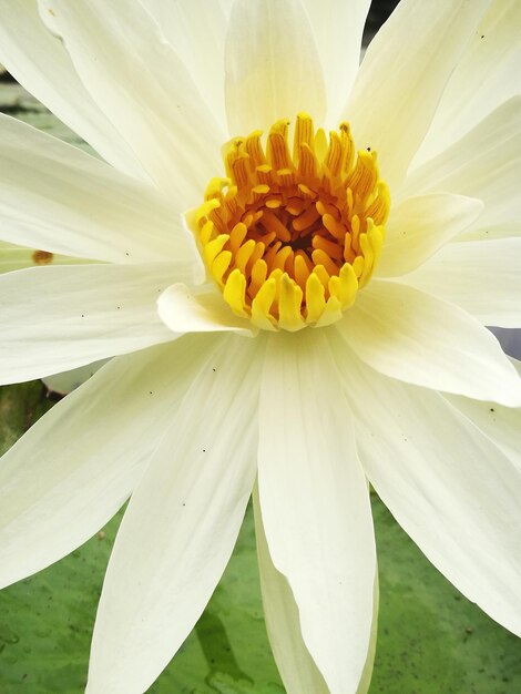 Close-up of fresh white flower blooming outdoors