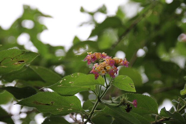 Photo close-up of fresh white flower blooming on plant