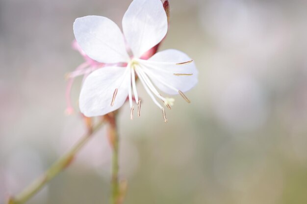 Photo close-up of fresh white flower