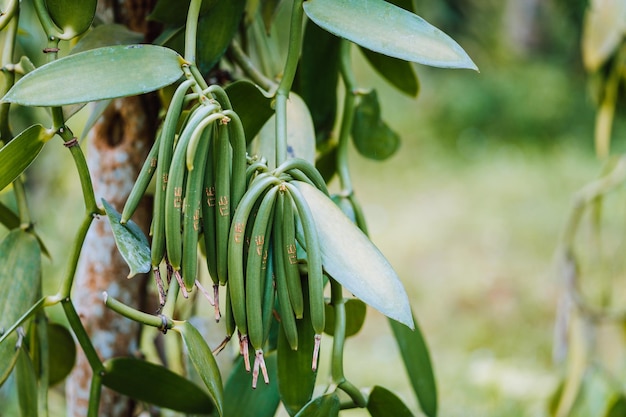 畑の新鮮な白い花の植物のクローズアップ