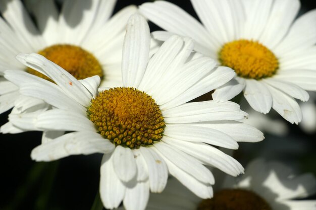 Close-up of fresh white flowers blooming outdoors