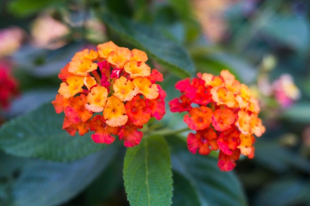 Foto close-up di fiori bianchi freschi che fioriscono nel parco