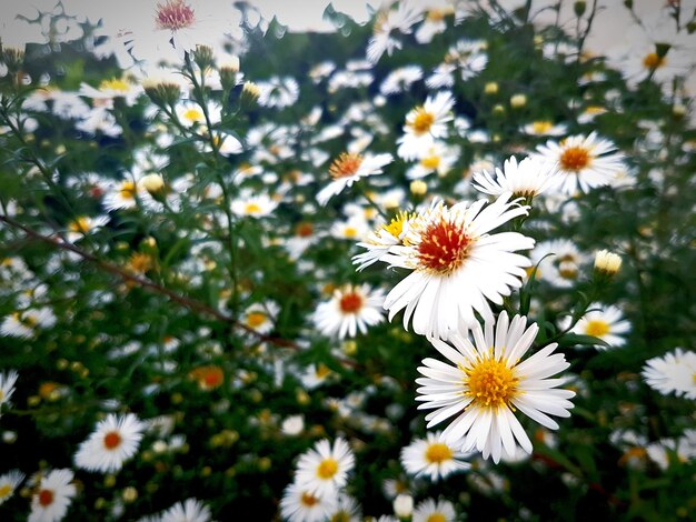 Close-up of fresh white flowers blooming in park