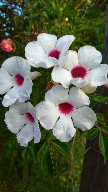 Close-up of fresh white flowers blooming on tree