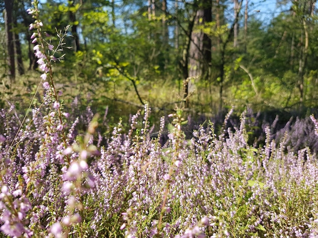 Foto prossimo piano di fiori bianchi freschi in campo