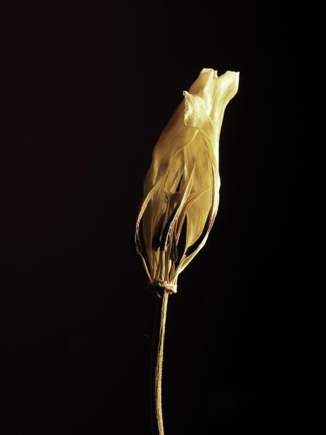 Photo close-up of fresh white rose against black background