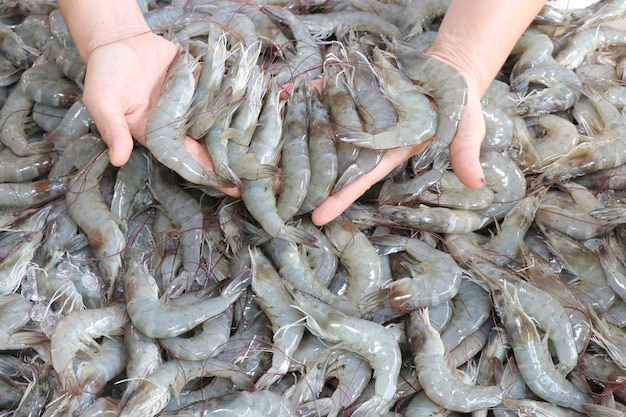 Gambero bianco fresco del primo piano a portata di mano nel mercato del pesce.