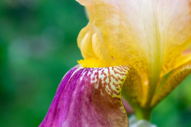 Foto close-up di un petalo di fiore giallo fresco