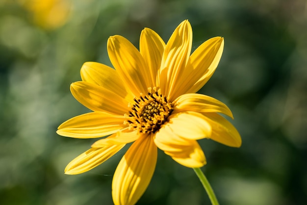 Photo close-up of fresh yellow flower