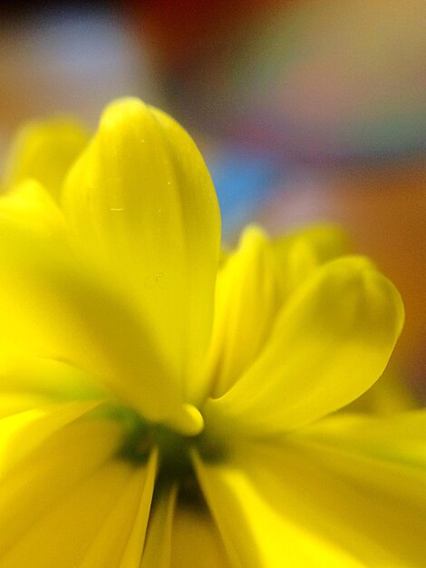 Close-up of fresh yellow flower