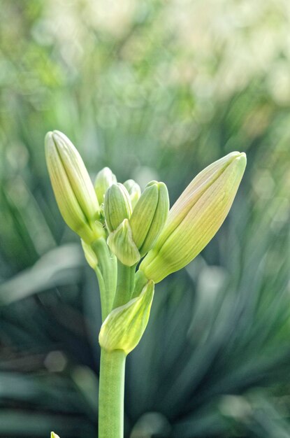 新鮮な黄色い花の植物のクローズアップ