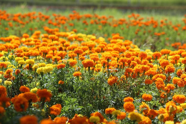 Close-up of fresh yellow flowers blooming in field