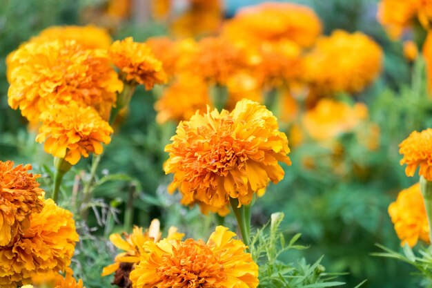 Close-up of fresh yellow flowers blooming in field