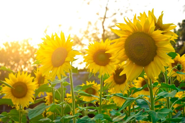 Close-up of fresh yellow flowers blooming in field