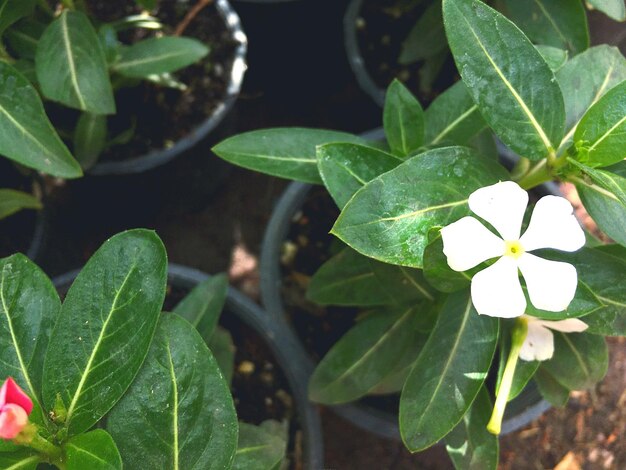 Close-up of fresh yellow flowers blooming outdoors