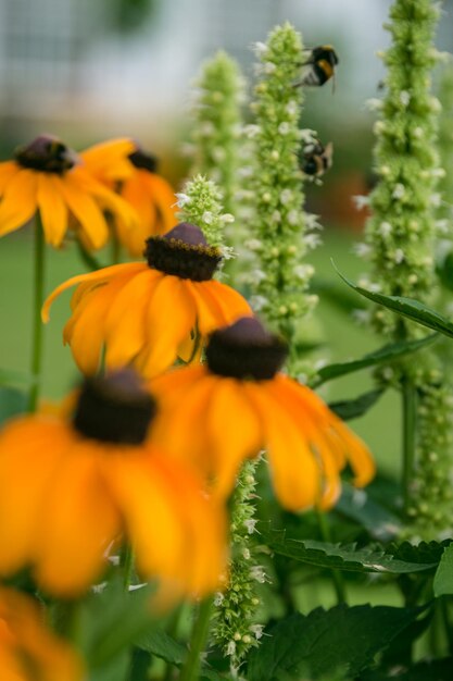 Close-up of fresh yellow flowers blooming outdoors