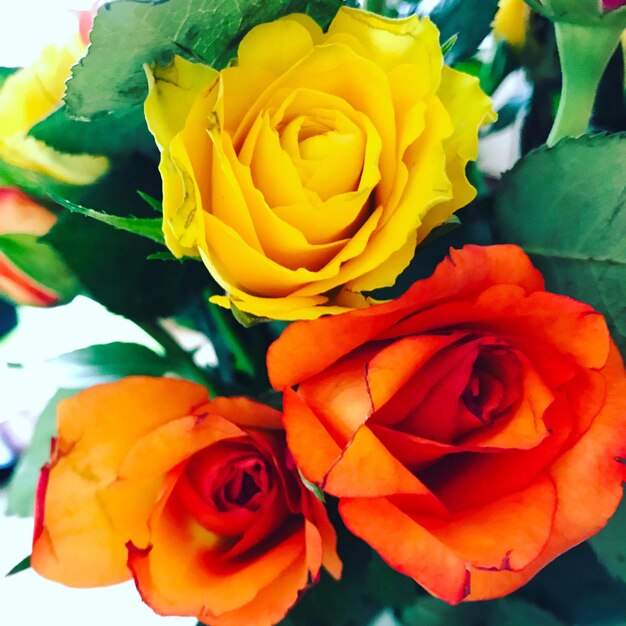 Close-up of fresh yellow flowers blooming outdoors