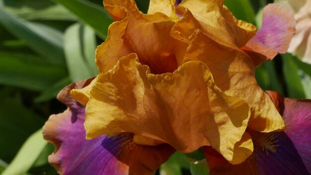 Close-up of fresh yellow flowers blooming outdoors