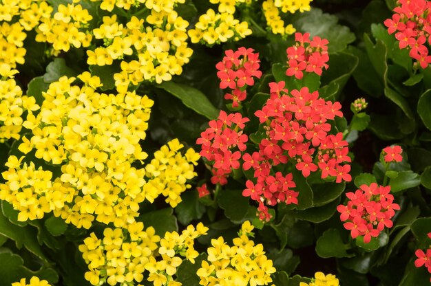 Close-up of fresh yellow flowers blooming in park