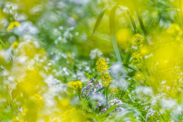 Close-up of fresh yellow flowers in field