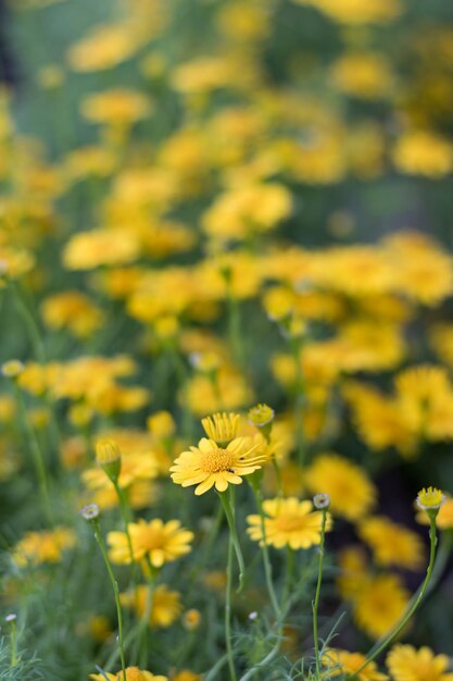 Photo close-up of fresh yellow flowers in field