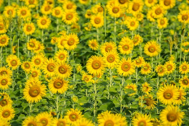 Close-up of fresh yellow flowers in field