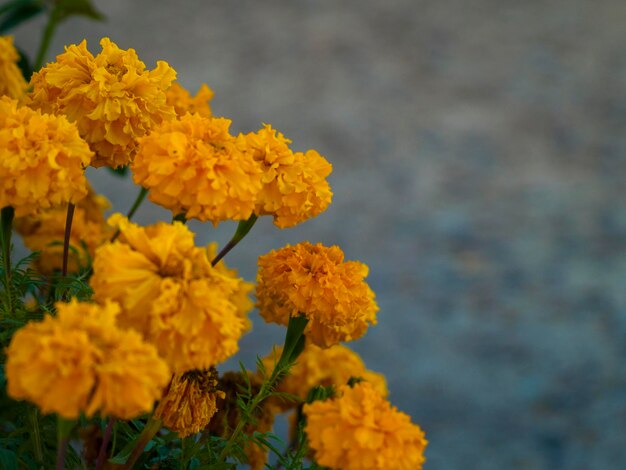 Close-up of fresh yellow flowers