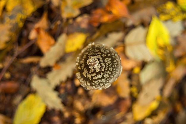 Foto close-up di fiori gialli freschi