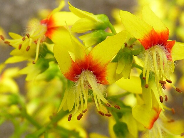 Close-up of fresh yellow flowers