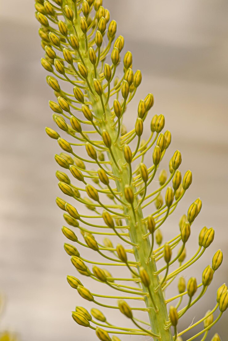 Diplotaxis tenuifolia