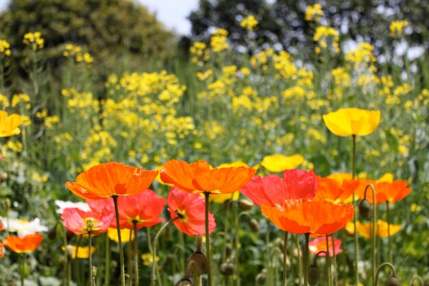 Close-up of fresh yellow poppy flowers blooming in field