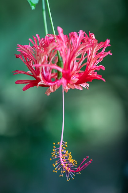 Foto close up sfrangiato rosemallow fiore o spider fiore di ibisco.