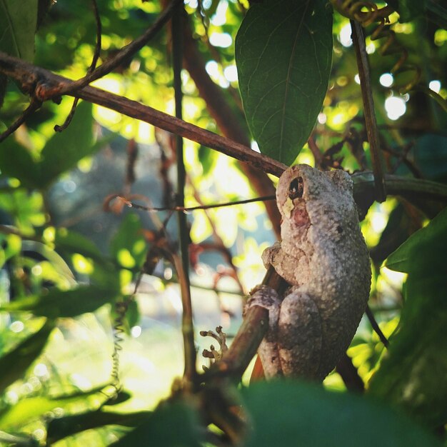 Photo close-up of frog on branch