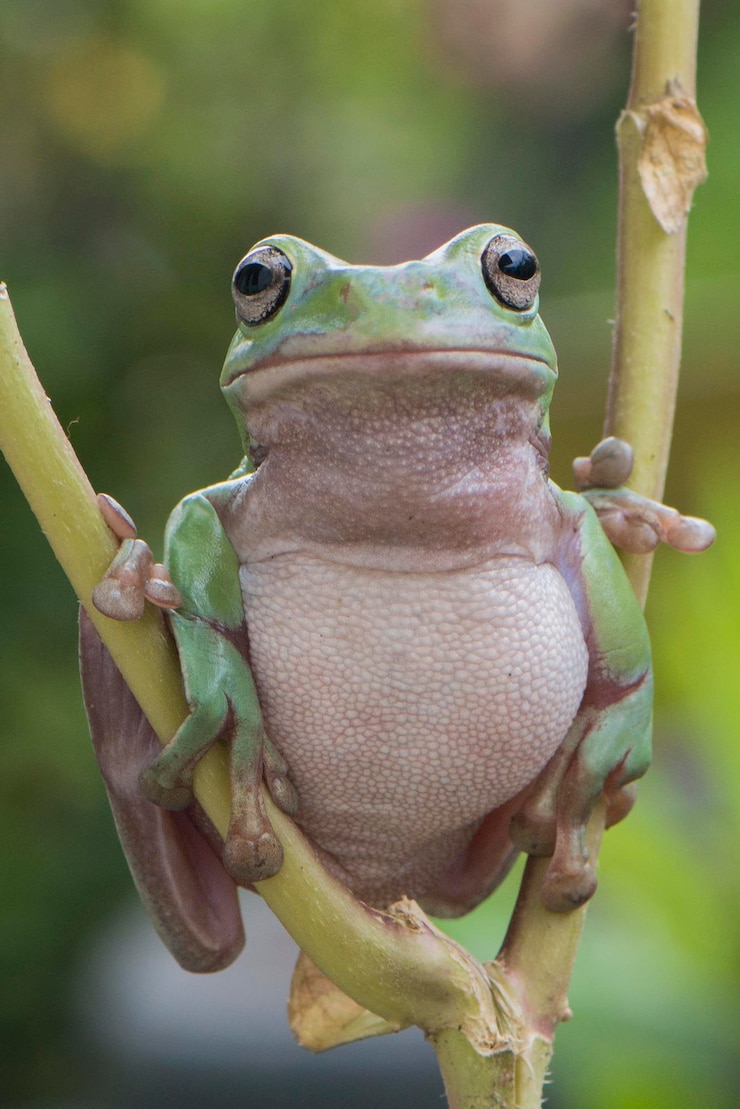 Photo close-up of frog on branch