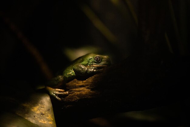 Foto close-up di una rana al buio