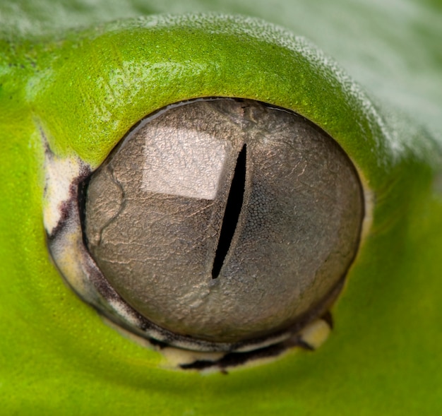 Close-up on a frog eye