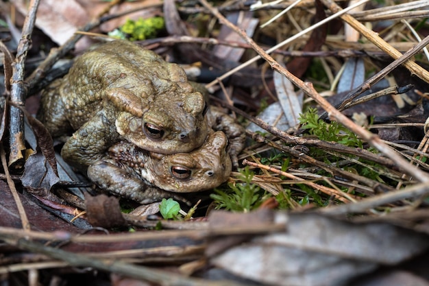 Foto close-up di una rana sul campo