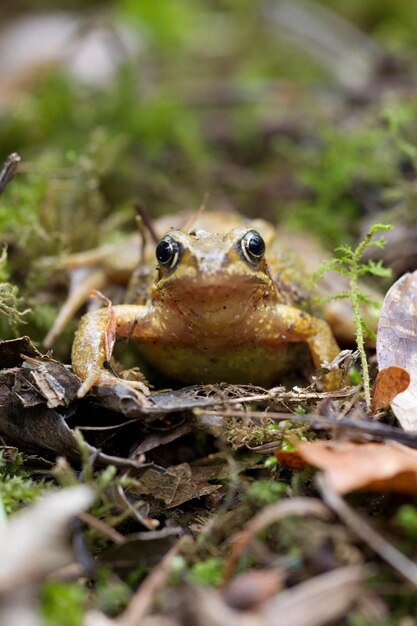 Photo close-up of frog on field