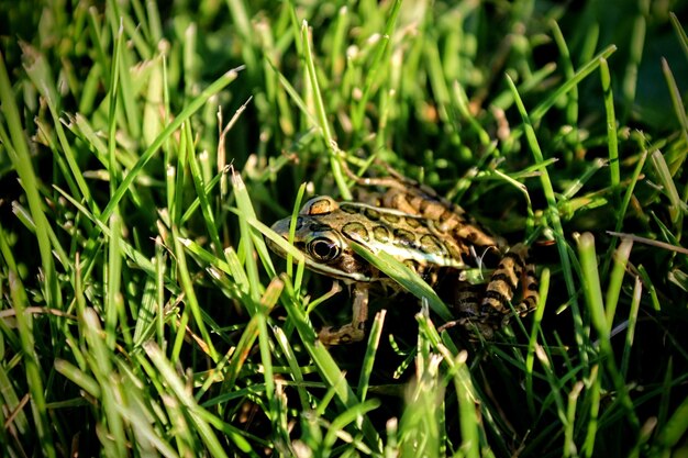 Close-up of frog on field