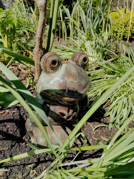 Foto close-up di una rana sul campo