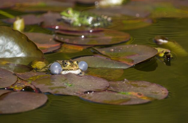 Photo close-up of frog floating on lake