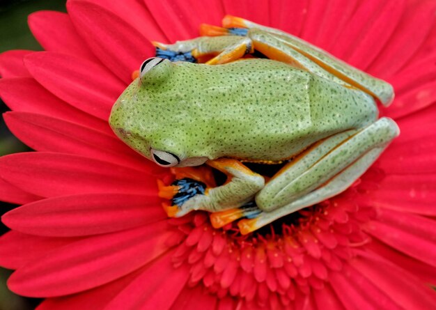 Photo close-up of frog on flower