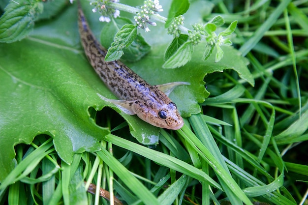Foto close-up di una rana sull'erba