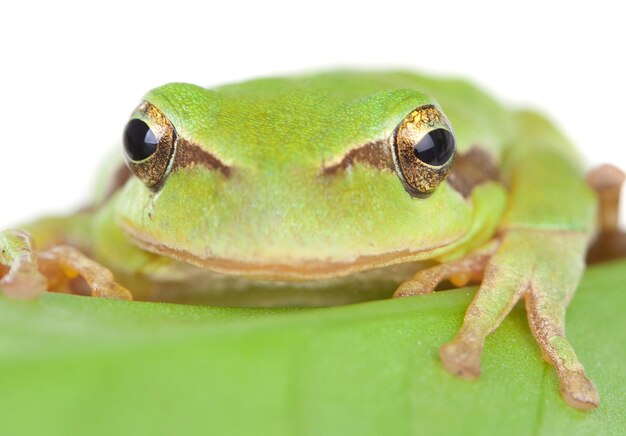 Close-up of frog on green leaf