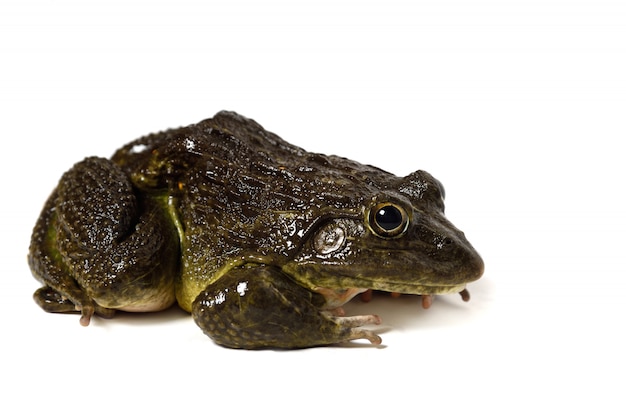 Close up of Frog isolated